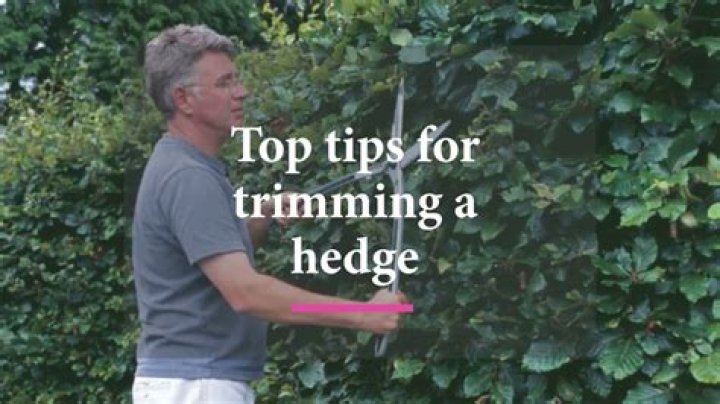 How To Cut A Hedge In Half