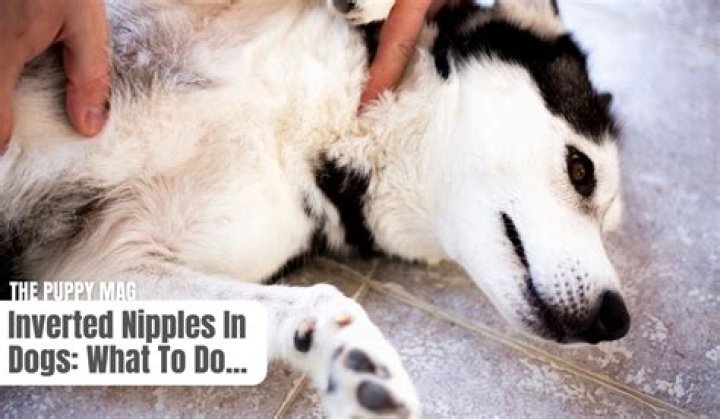 How To Make My Dogs Nipples Shrink