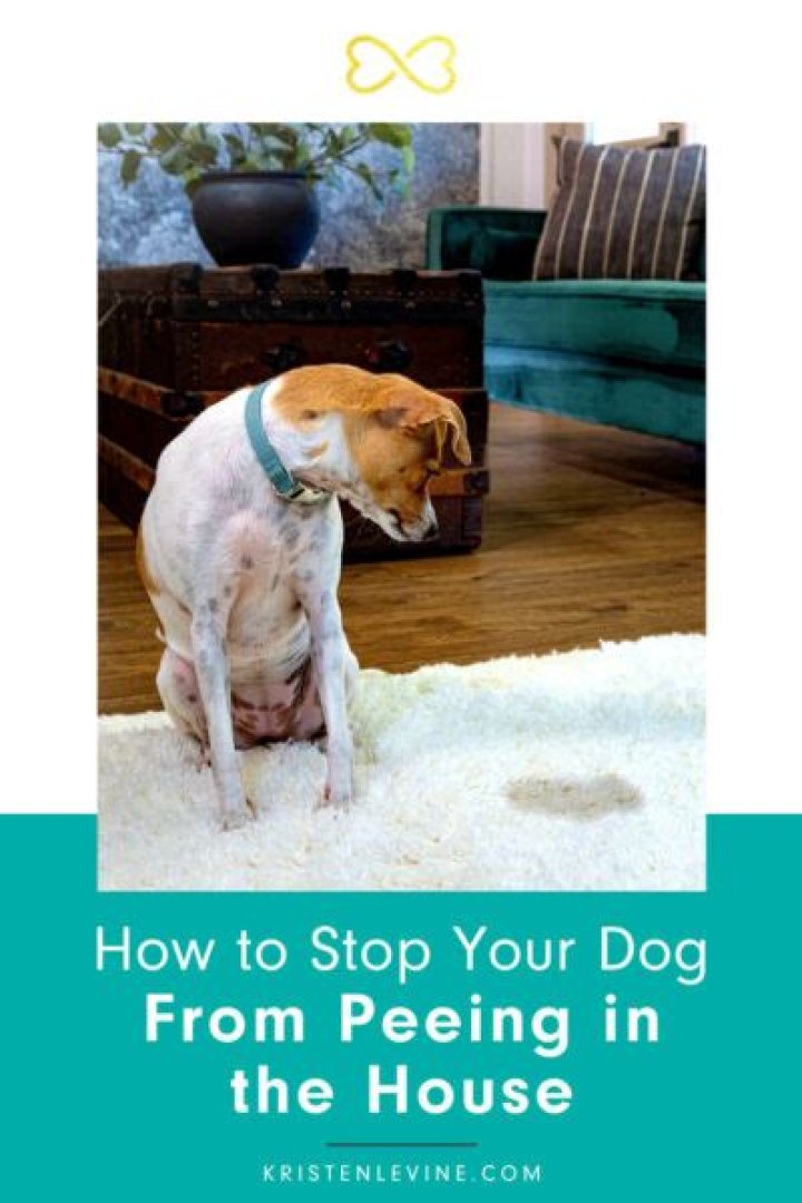 How To Stop Dog From Peeing On Baseboards