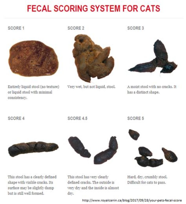 Is Dog Feces And Cat Urine In Cigarettes