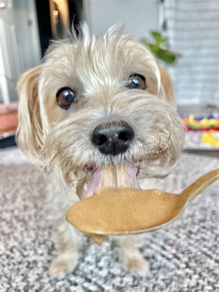 Is Great Value Peanutbutter Safe For Dogs