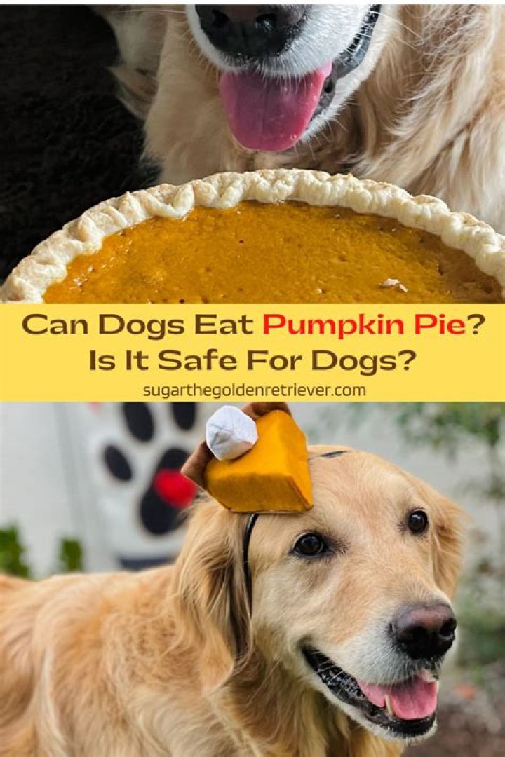Is It Safe For Dogs To Eat Pumpkin Pie