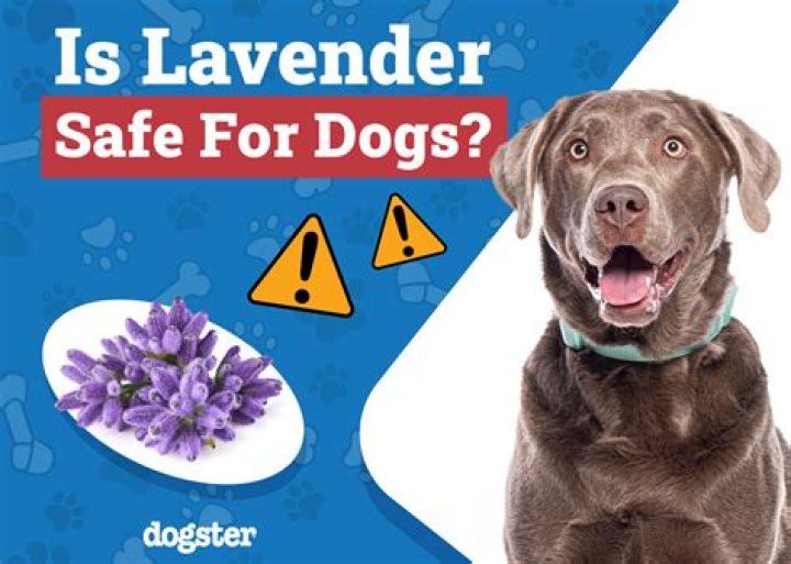Is Lavender Safe For Dogs And Cats