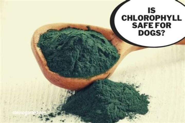 Is Liquid Chlorophyll Safe For Dogs