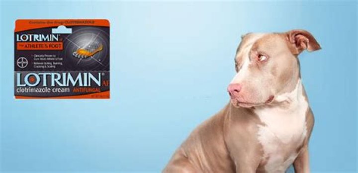Is Lotrimin Powder Safe For Dogs