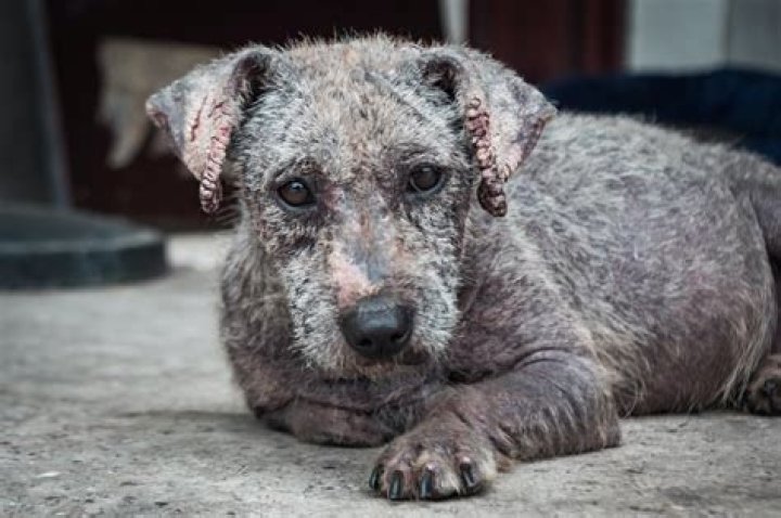 Is Sarna Safe For Dogs