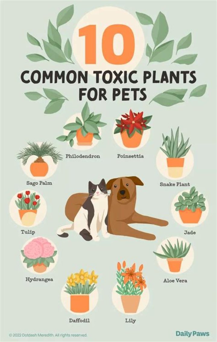 Is The Gerbera Daisy Toxic To Cats And Dogs