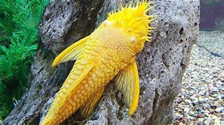 Question: Are Algae Eaters Okay In A Gold Fish Tank