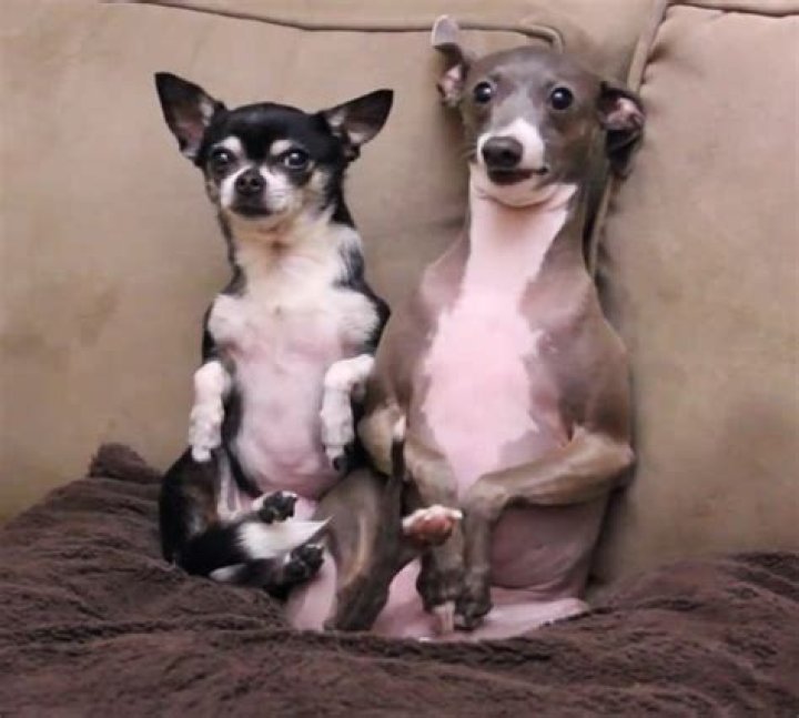 Question: Are All Of Jenna Marbles Dogs Adoped