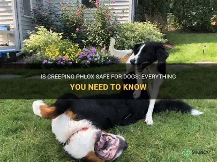 Question: Are Creeping Phlox Safe For Dogs