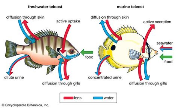 Question: Are Fish Considered Produce