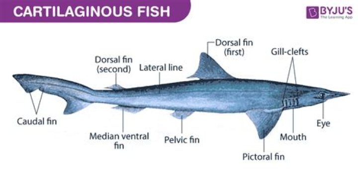 Question: Are Fish Made Up Of Cartilage Or Bones