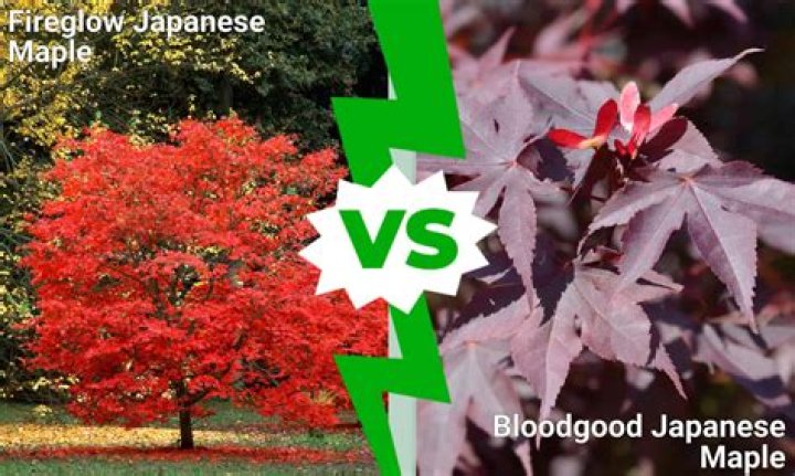 Question: Are Maple Tree Seeds Bad For Dogs