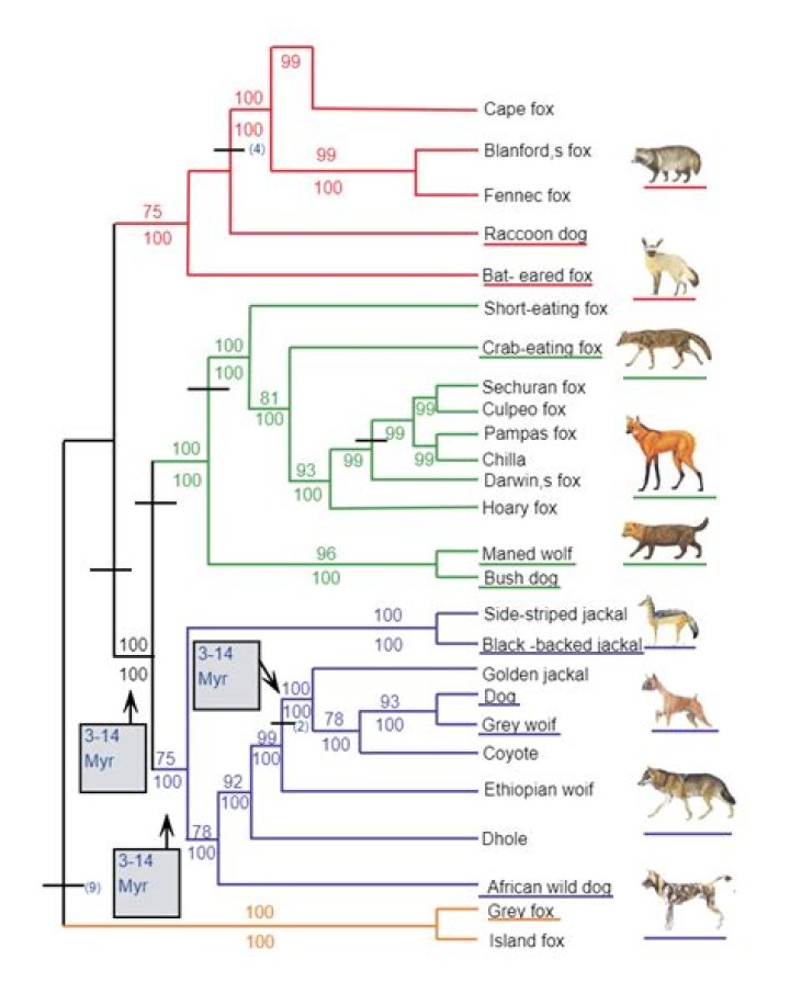 Question: Are Otters More Related To Cats Or Dogs Phylogenetic Tree