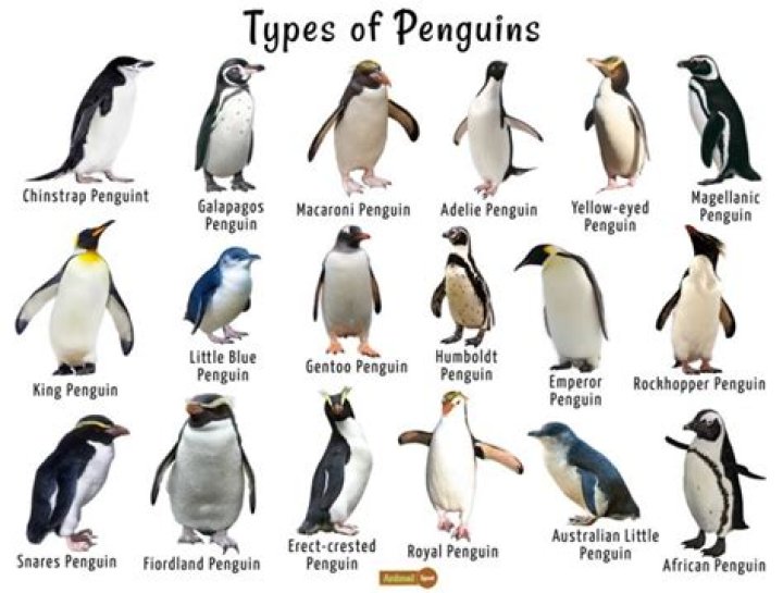 Question: Are Penguins Birds Fish Or Mammals