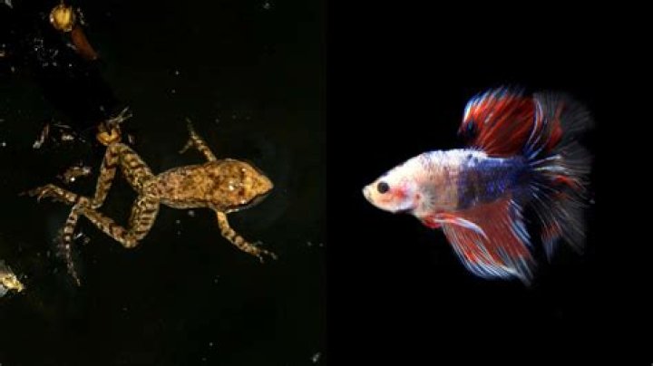 Question: Can A Betta Fish Live With African Dwarf Frogs