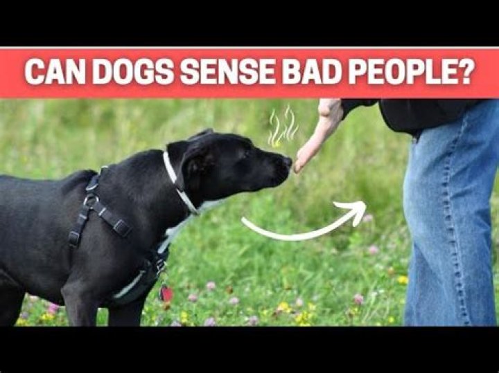 Question: Can Dogs Sense Bad People