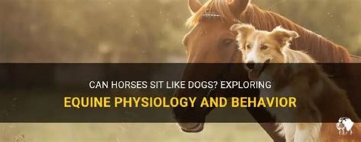 Question: Can Horses Sit Like Dogs