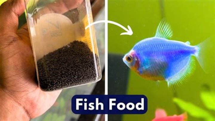 Question: Can I Feed Chicken To My Fish