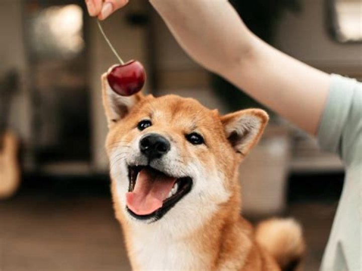 Question: Can I Feed My Dog Applesauce