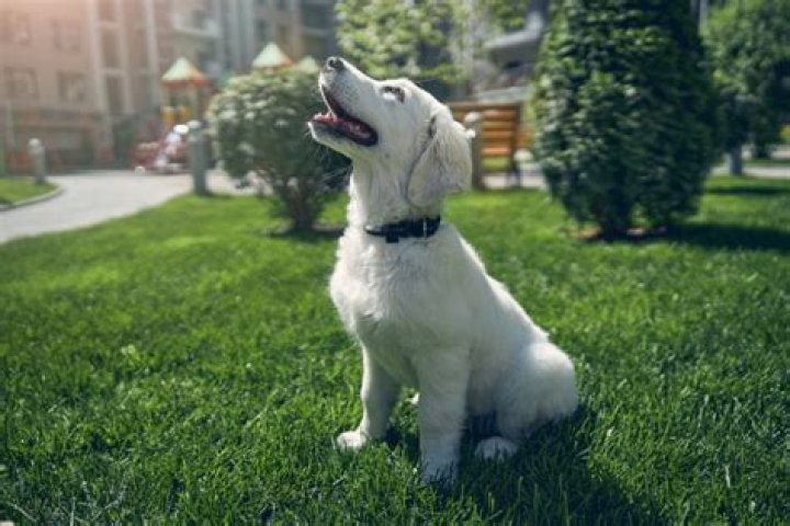 Question: Do Dogs Have An Adam’s Apple