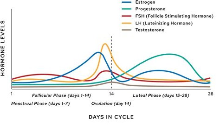 Question: Do Guys Have Hormonal Cycles