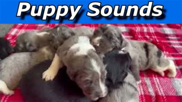 Question: Do Labrador Puppies Sound Like Hound Dogs Sometimes
