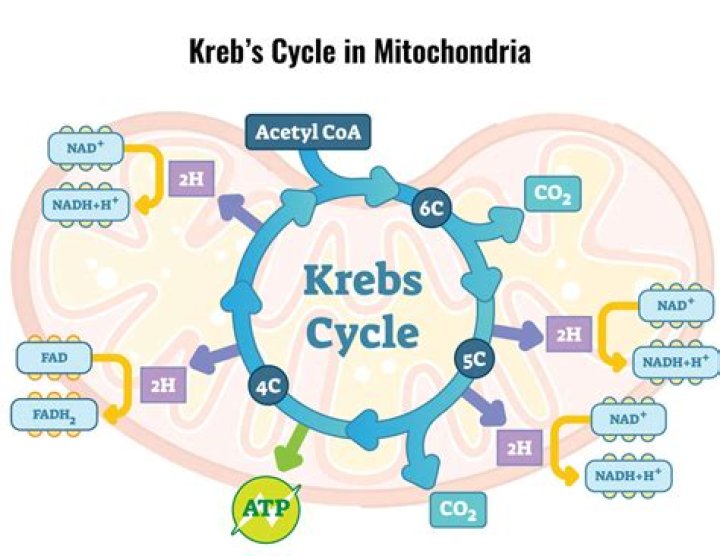 Question: Does The Krebs Cycle Require Sunlight