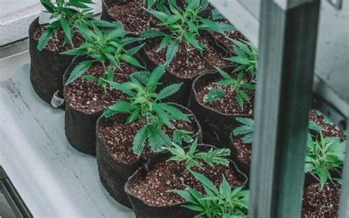 Question: How Far Does Weed Smell Travel Indoors