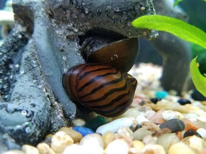 Question: How Long Do Fish Tank Snail Eggs Take To Hatch