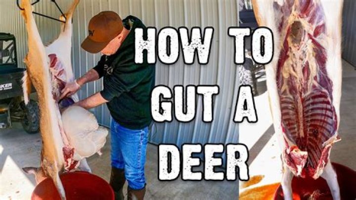 Question: How Long Do You Have To Gut A Deer