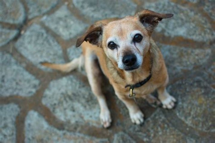 Question: How Long Does A Chiweenie Dog Live