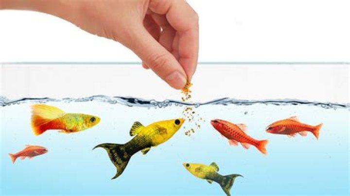 Question: How Much Do You Feed Fish Portia