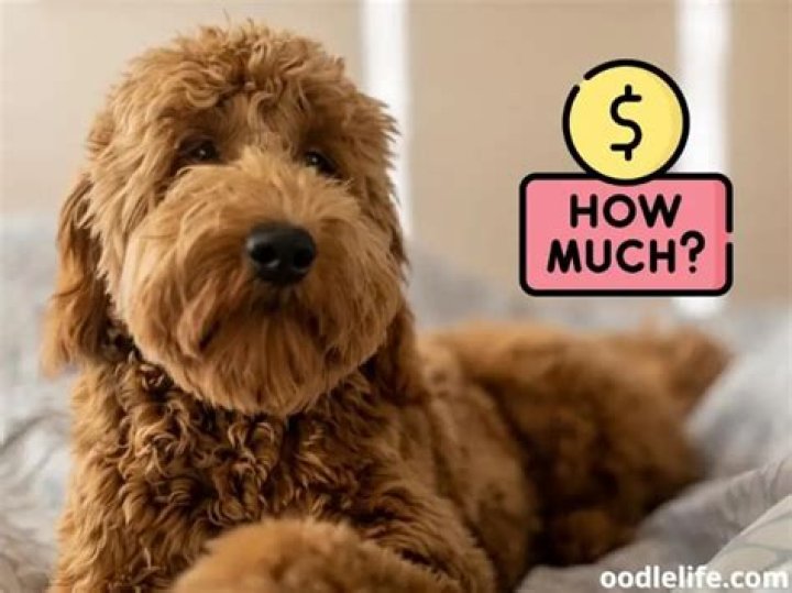 Question: How Much Does A Dog Cost In China
