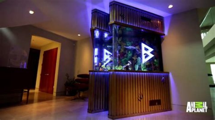 Question: How Much Does Marshawn Lynch Fish Tank Cost