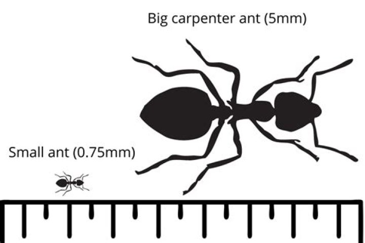 Question: How Tall Is An Ant