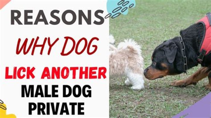 Question: How To Make Your Dog Lick Your Vagina