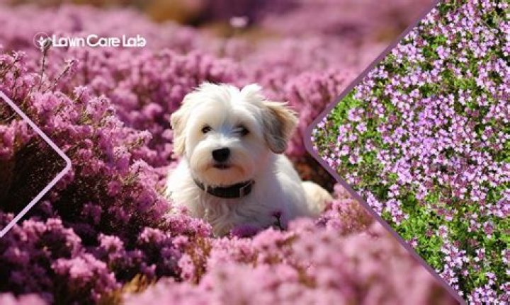 Question: Is O Keeffe’s Safe For Dogs