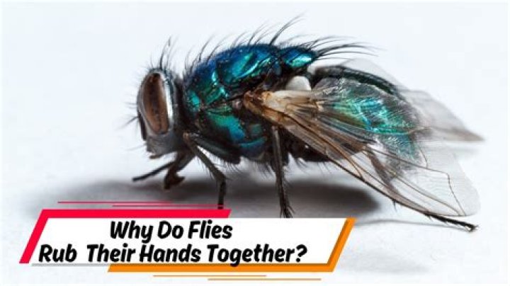 Question: What Do Flies Do When They Rub Their Hands Together