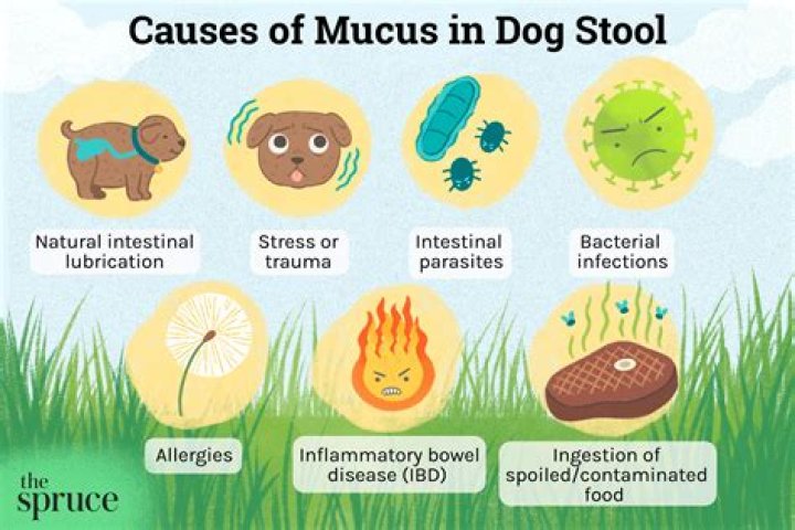Question: What Does A Mucus Plug In Dogs Look Like