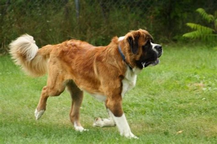Question: What Dog Looks Like A St Bernard But All Brown