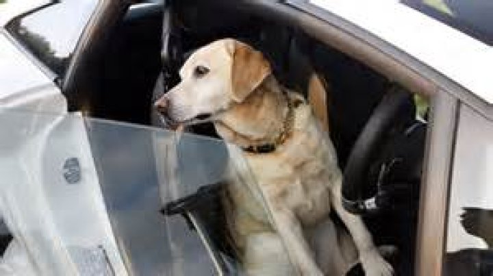 Question: What Happened To Top Gear Dog