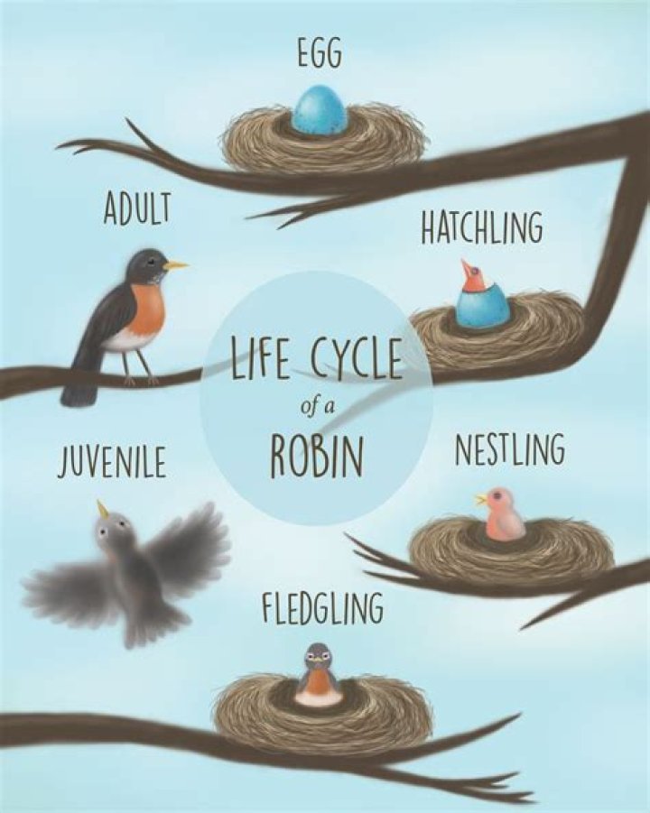 Question: What Is A Robin’s Life Cycle