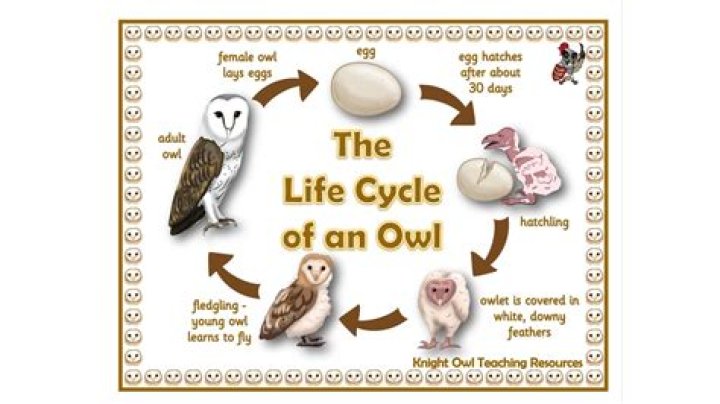 Question: What Is An Owl’s Life Cycle