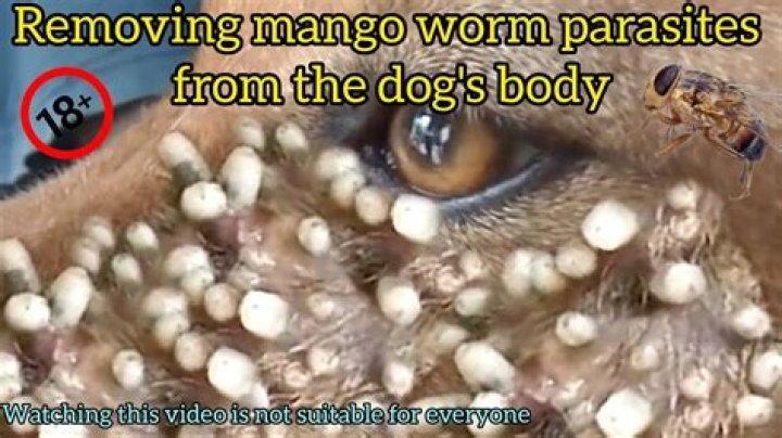 Question: What Is Mangoworms