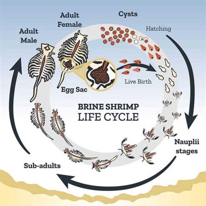 Question: What Is The Life Cycle Of A Brine Shrimp