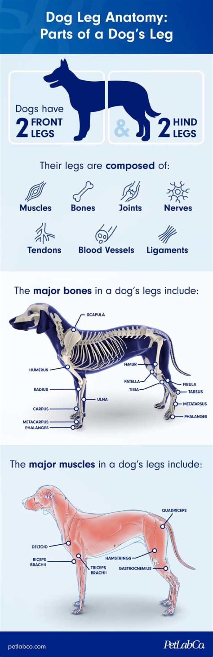 Question: What Kind Of Dog Has Longer Back Legs Than Front