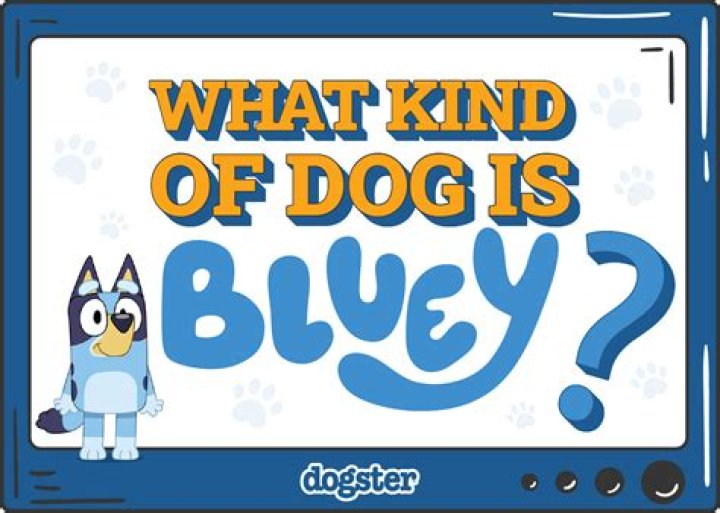 Question: What Kind Of Dog Is The Shaggy Dog