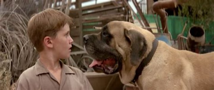 Question: What Kind Of Dog Was Used In The Sandlot