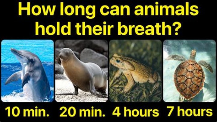 Question: What Mammal Can Hold Its Breath The Longest